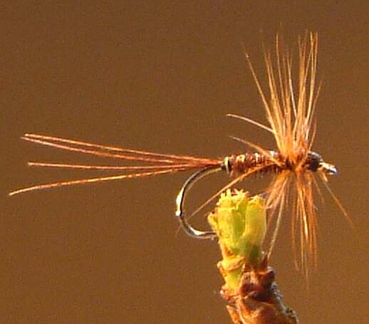 Pheasant Tail Dry Fly Pattern